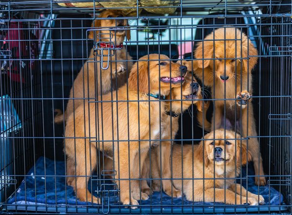 Top 10 des animaux les plus surprenants de la faune sauvage