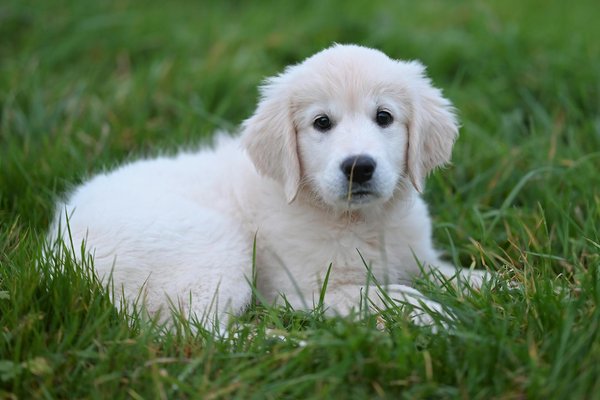 L'impact émotionnel de perdre un chien et comment gérer le deuil